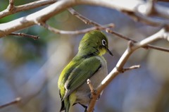 昨日のメジロ 　 (3)