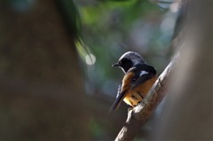 昨日のジョビ君 (3)