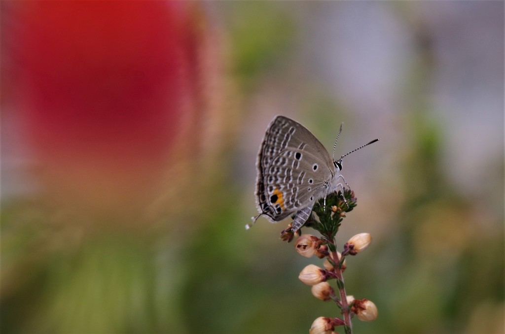 昨日のシジミチョウ (2)