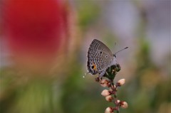 昨日のシジミチョウ (2)