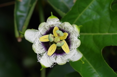 パッションフルーツの花
