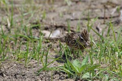 昨日のヒバリ (3)