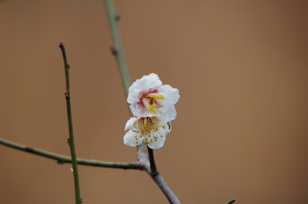 春は、もうすぐ