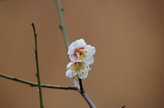 春は、もうすぐ