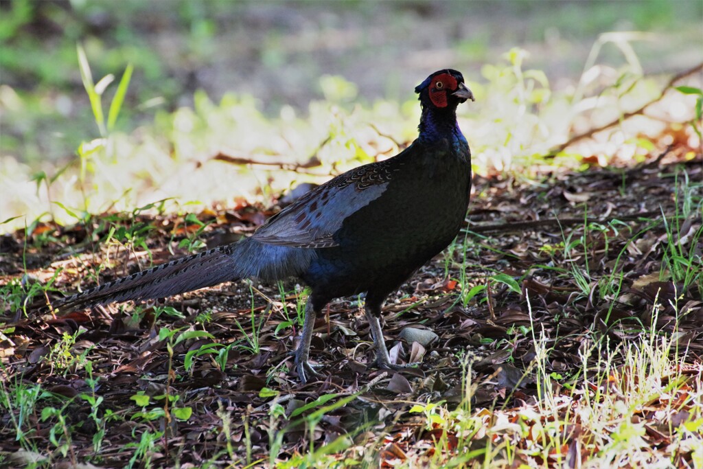 昨日の野鳥 (3)