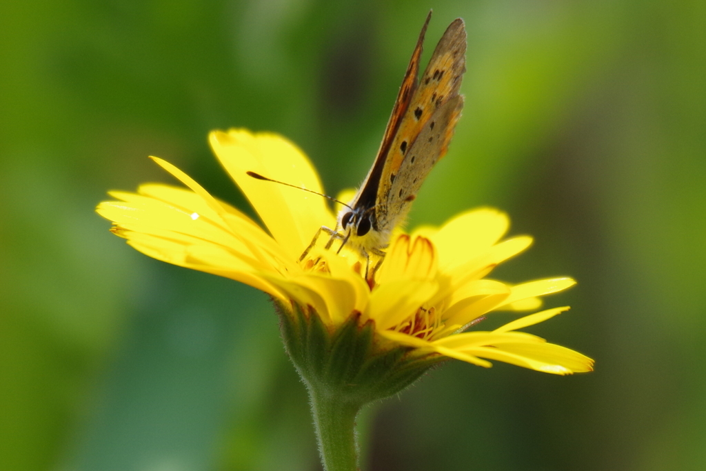 昨日のベニシジミ (1)