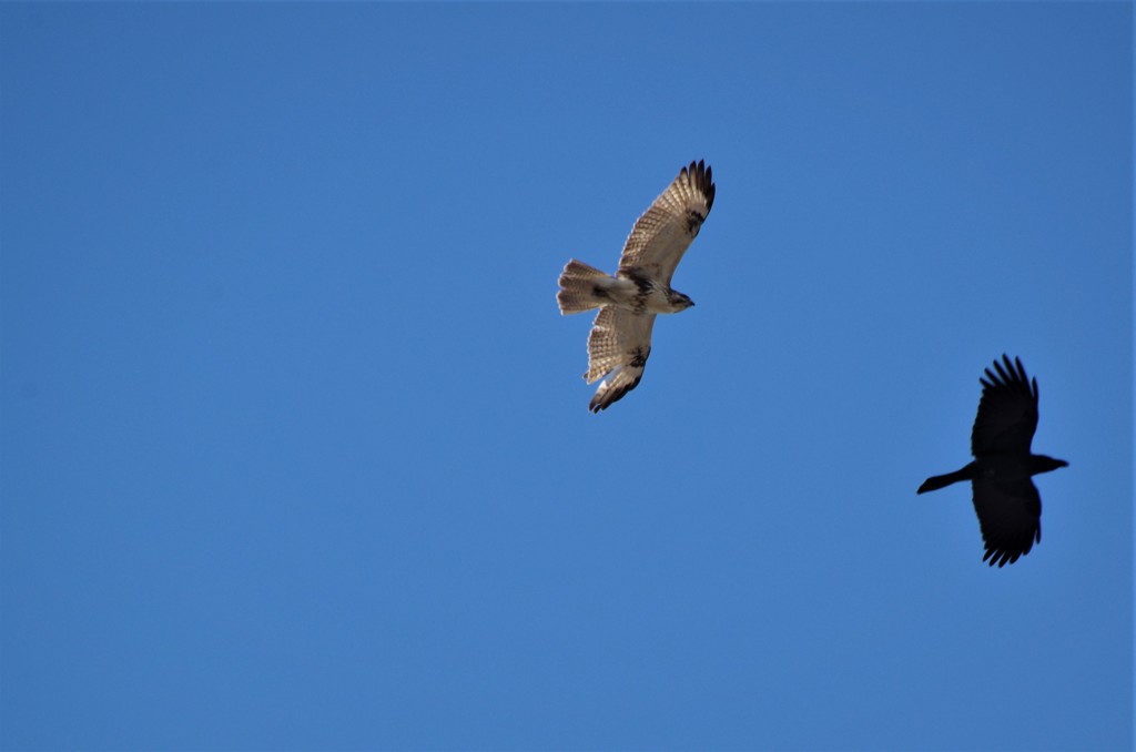 鳶とカラス