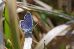 今日のヤマトシジミ　2