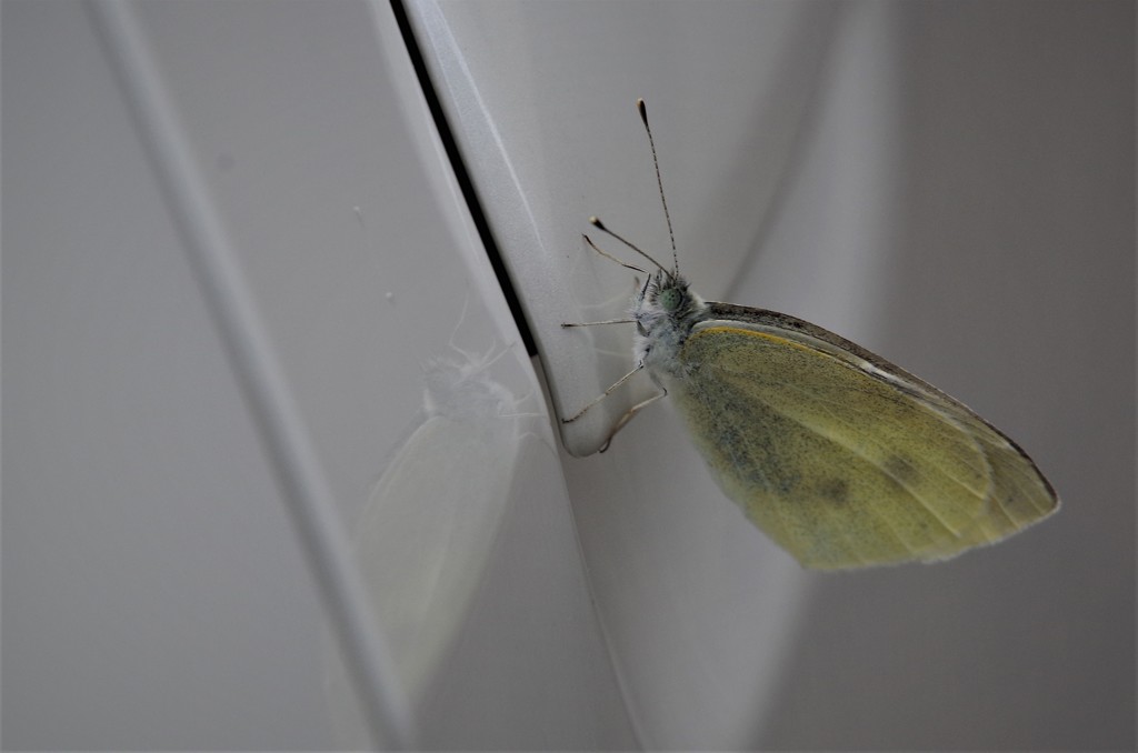 寒さにも負けず (1)