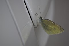 寒さにも負けず (1)