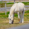 お馬さん (2)