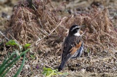 一昨日のツグミ  (1)