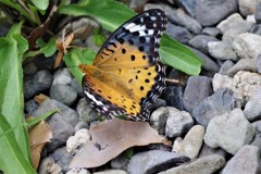 ツマグロちゃん (1)