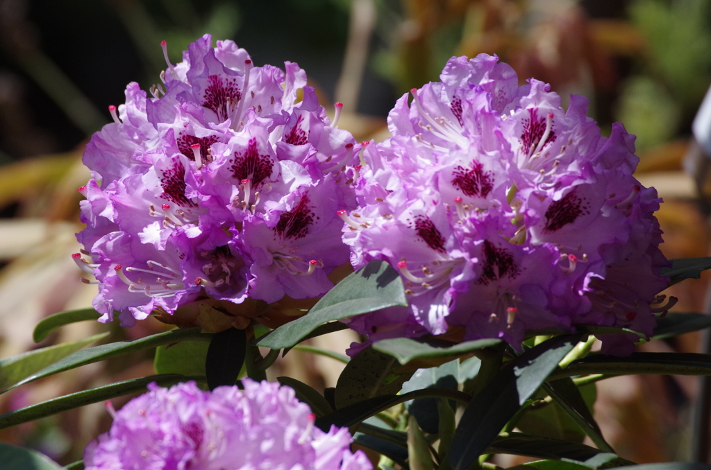 ブルー・エンサイン