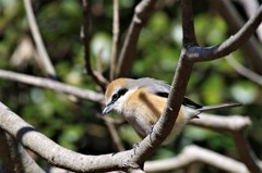 一昨日のモズ  (1)