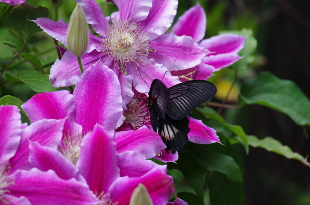 クレマチスと蝶