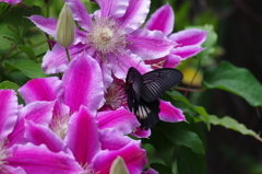 クレマチスと蝶