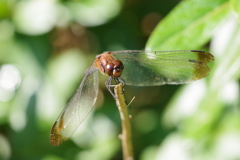 ノシメトンボ (3)