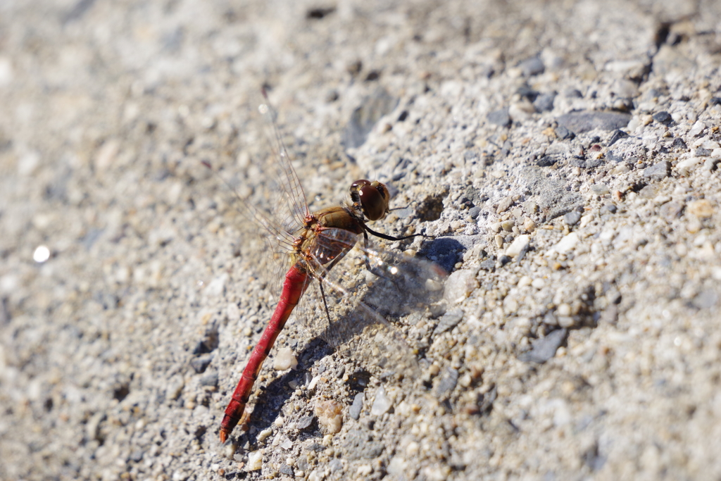 昨日のアキアカネ (2)