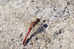 昨日のアキアカネ (2)