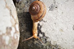 雨は、まだかな・・・