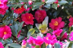 昨日のメジロ (2)