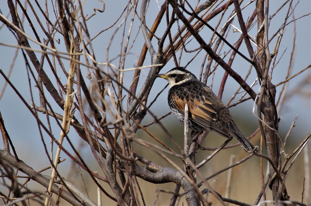 ツグミちゃん (1)