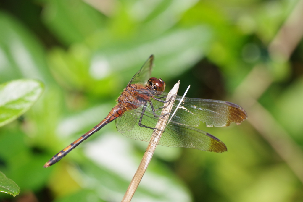 ノシメトンボ (2)