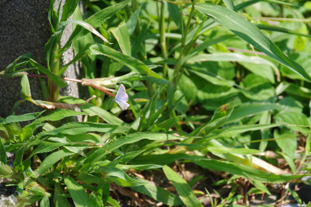 ヤマトシジミの飛翔