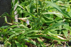 ヤマトシジミの飛翔