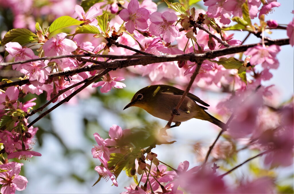 桜とメジロ (1)