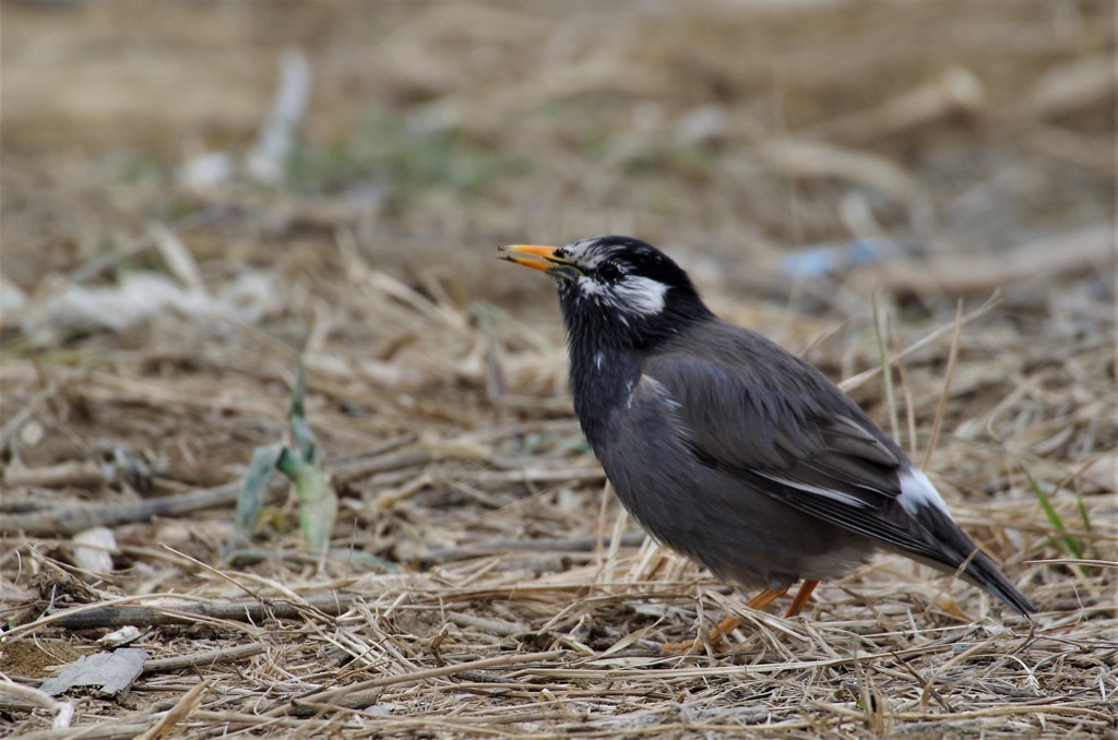 一昨日のムクドリ (2)