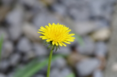 たんぽぽ