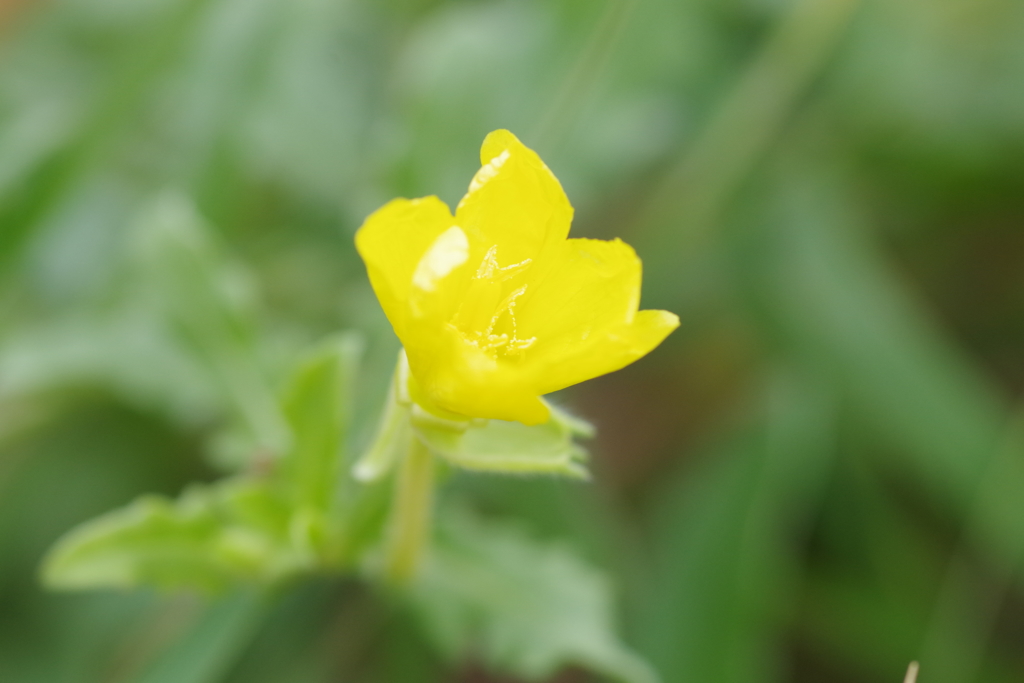 コマツヨイグサ