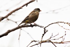 昨日の鳥