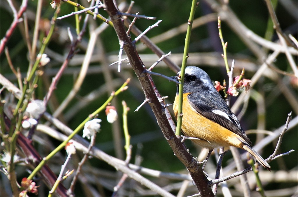 六日前のジョビ君 (3)