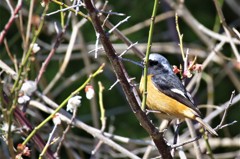 六日前のジョビ君 (3)