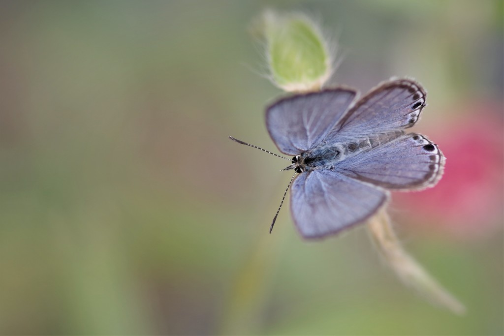 昨日のヤマトシジミ (2)