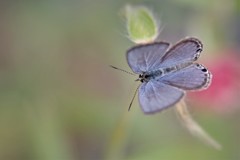 昨日のヤマトシジミ (2)