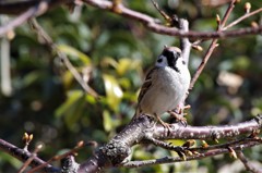 昨日のスズメ (3)