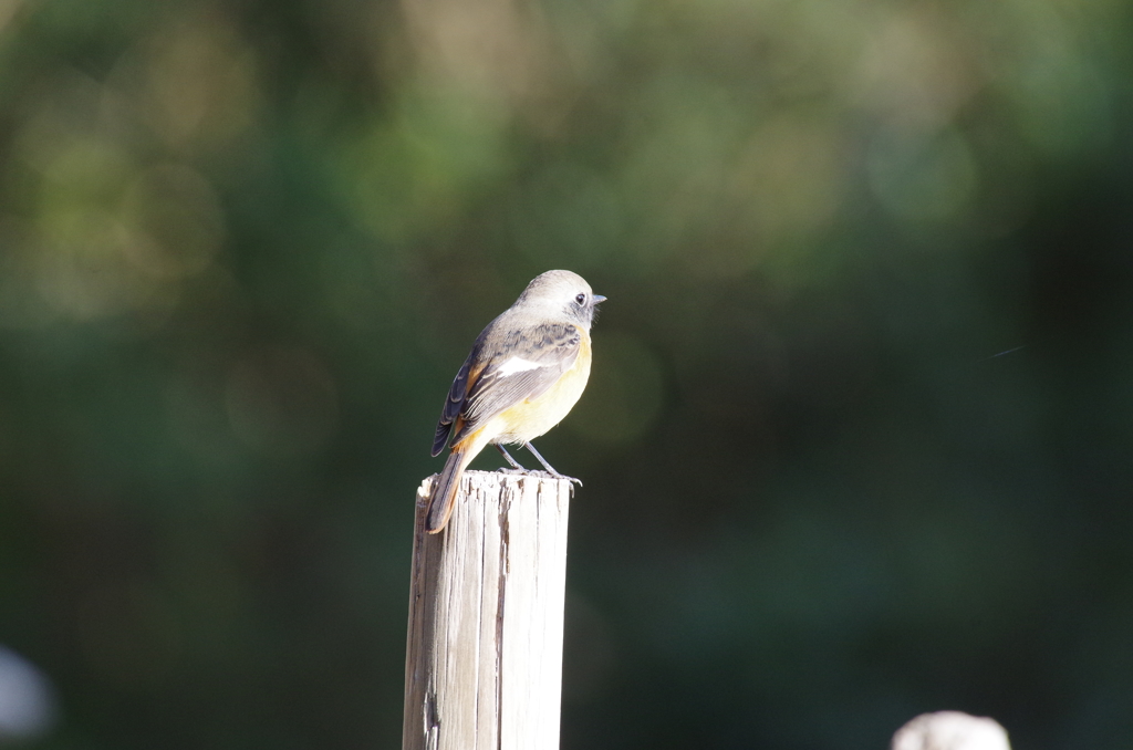 昨日のジョビ君 (2)