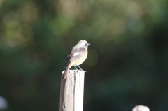 昨日のジョビ君 (2)