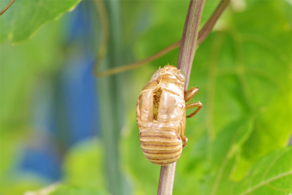 夏の忘れ物