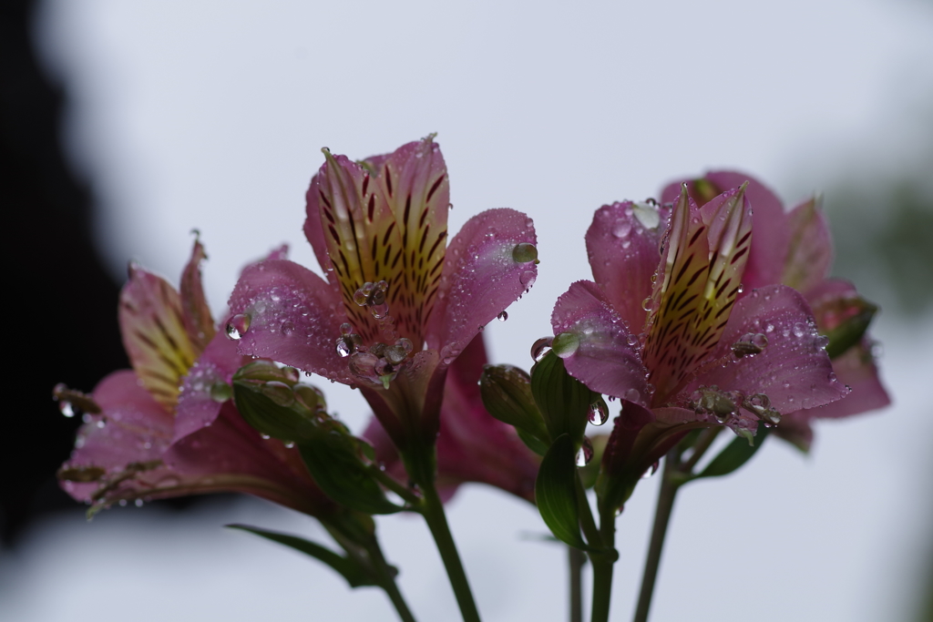 雨のアルストロメリア (1)