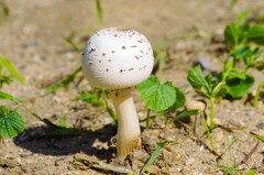 美味しそう・・・ (2)