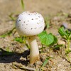 美味しそう・・・ (2)