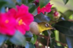 昨日のメジロ (3)