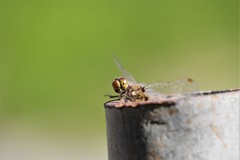僕は、ここだよ (1)