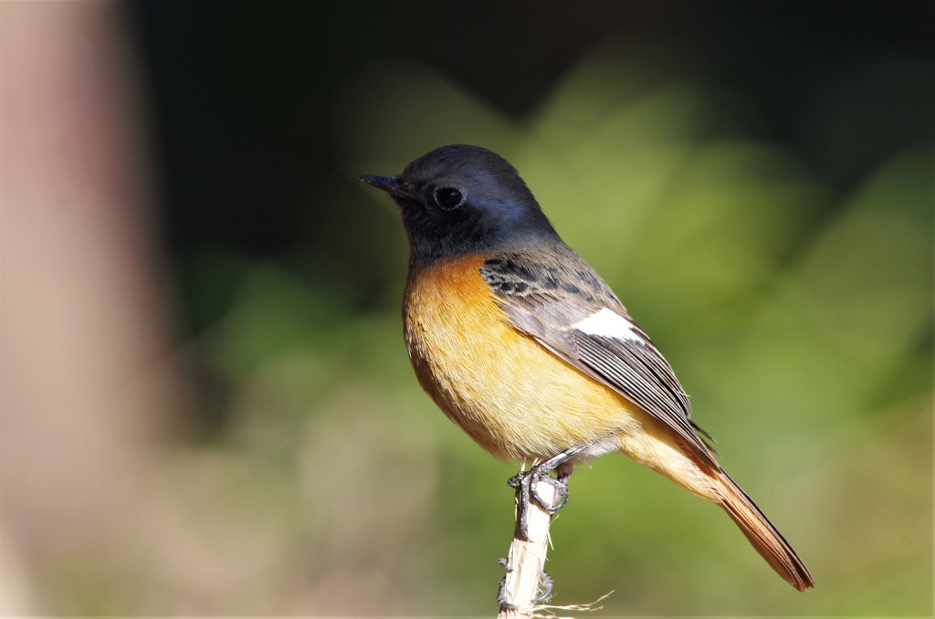 昨日のジョビ君 (3)