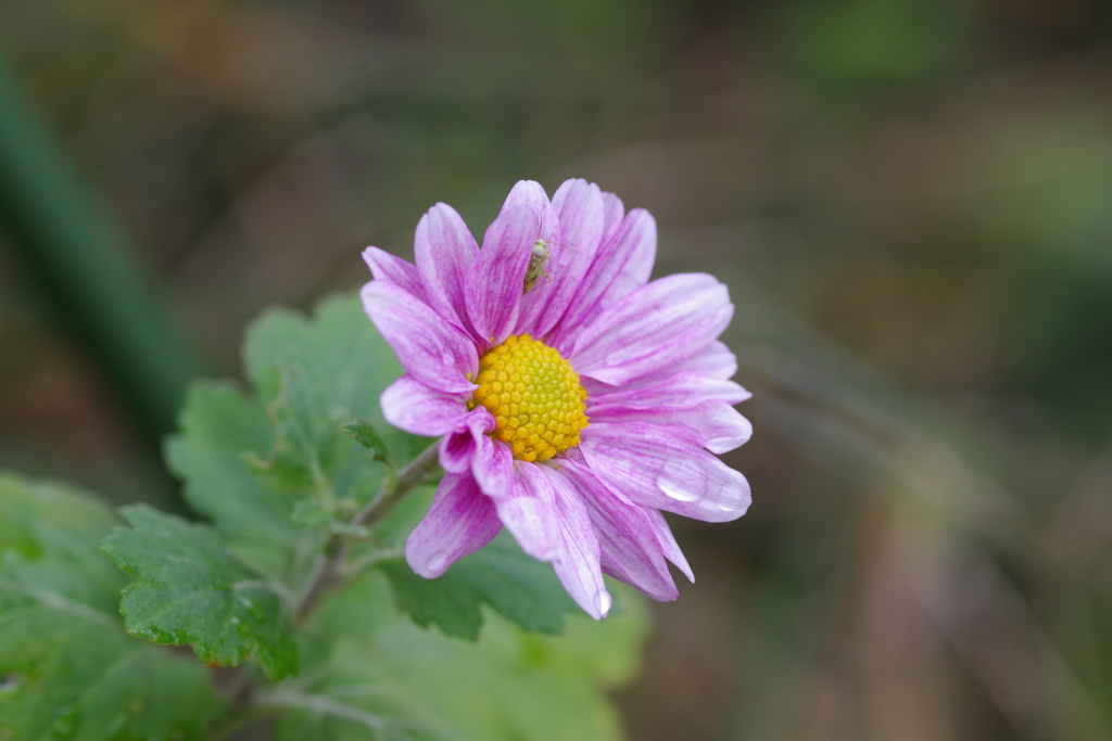 見つかっちゃった